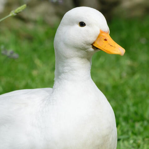 Duck