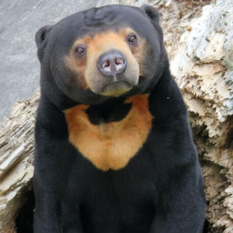 Bear