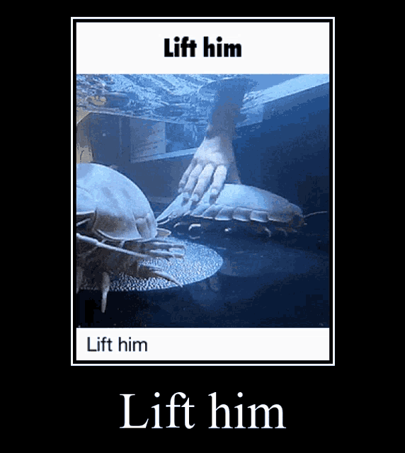 Giant Isopod